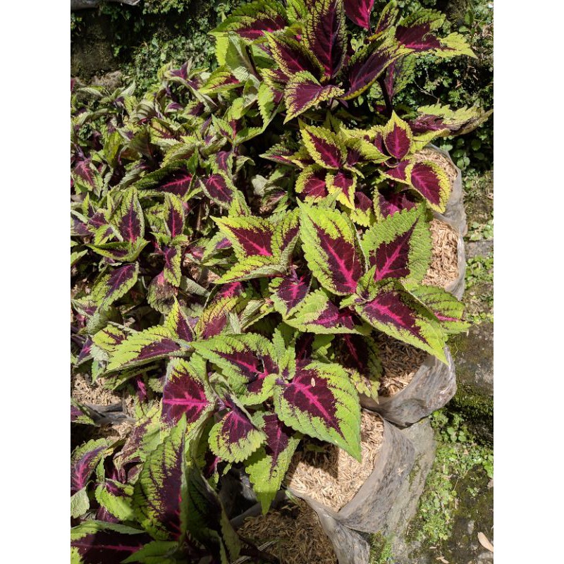 Tanaman Hias Miana lidah merah (coleus Plectranthus scutellarioides)