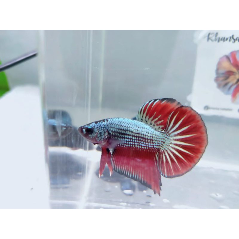 cupang hmpk red copper