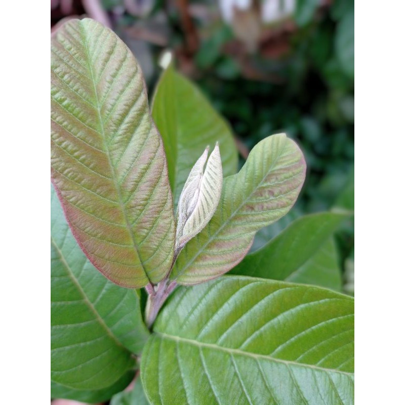 

Tanaman herbal daun pucuk jambu biji(250gram)