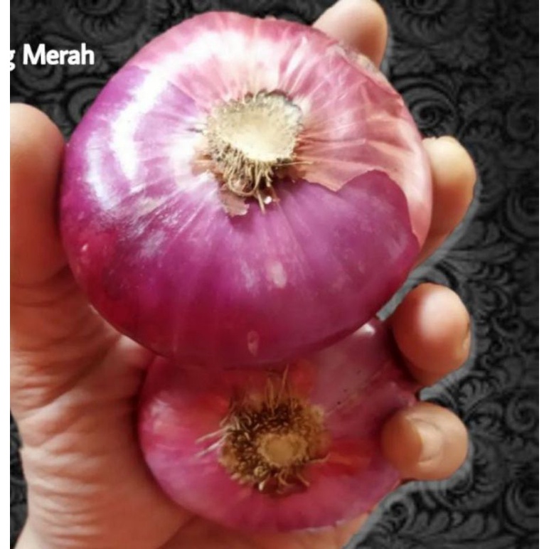 

bawang merah india
