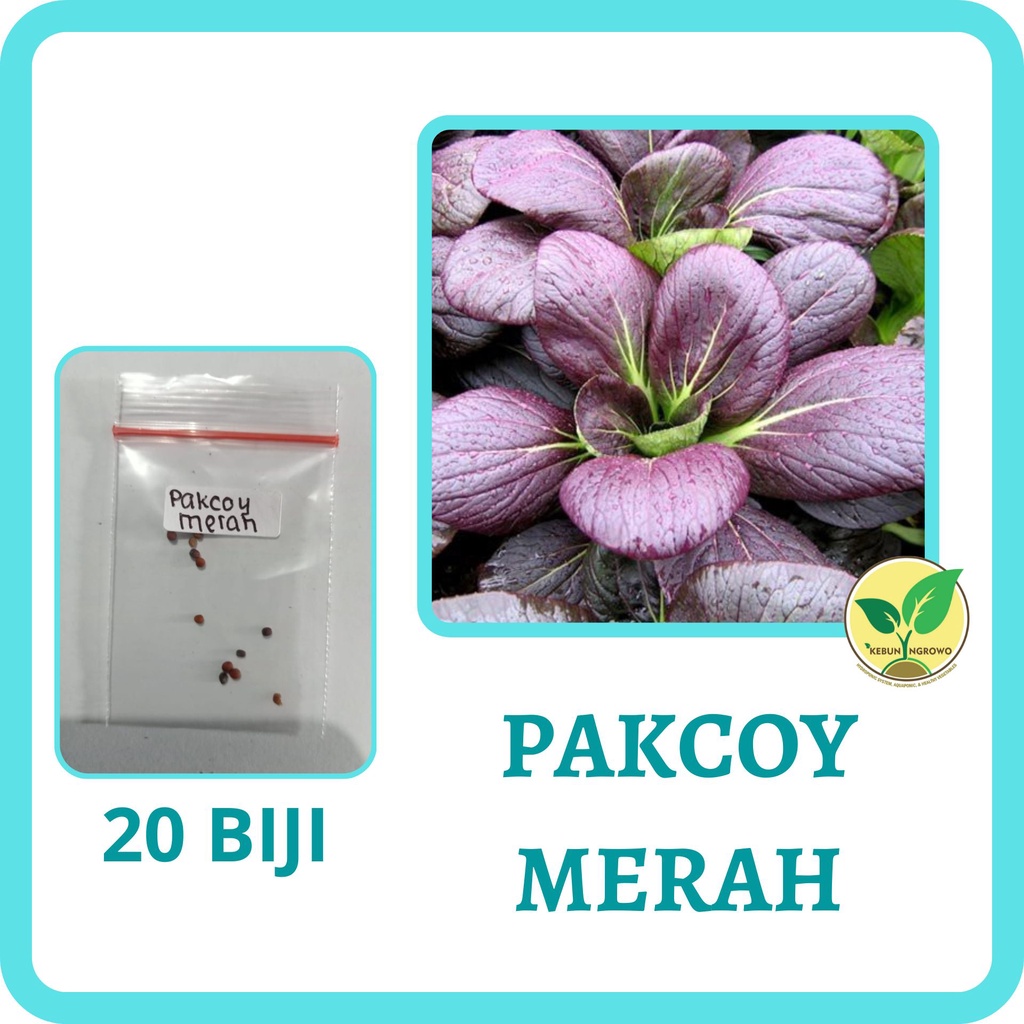 Jual Benih Sawi Daging Pakchoy Merah Red Purple Bokcoy 20 Benih