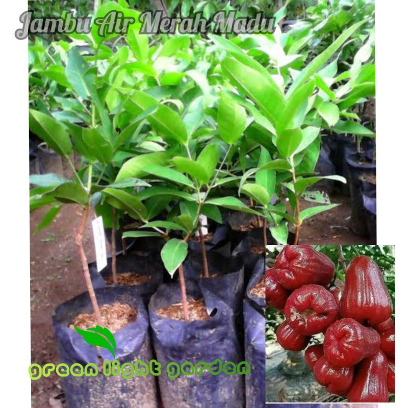 Bibit jambu air merah madu