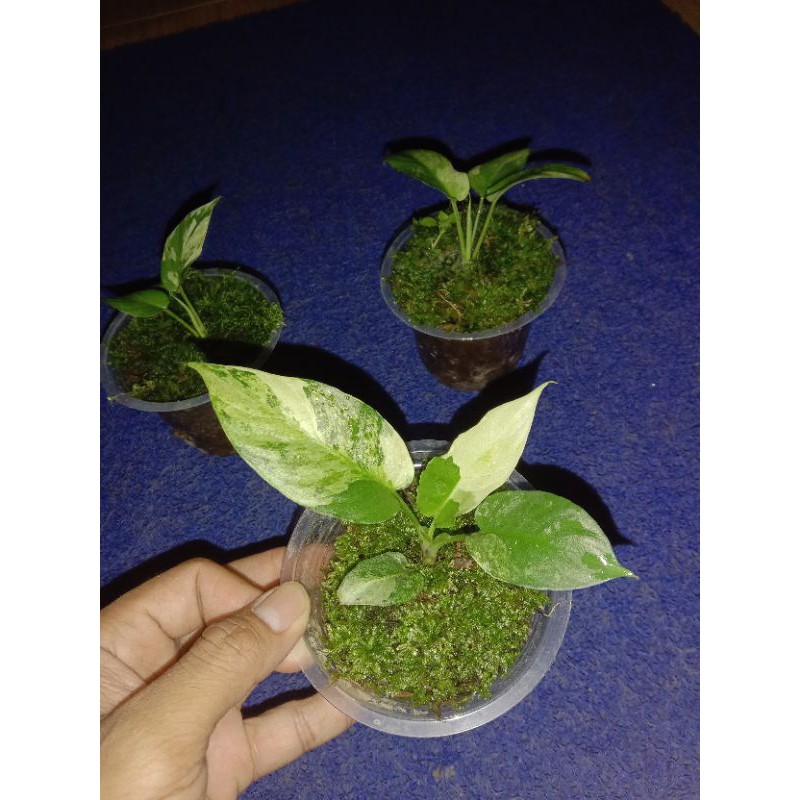 HOMALOMENA VAR kuning MEWAH