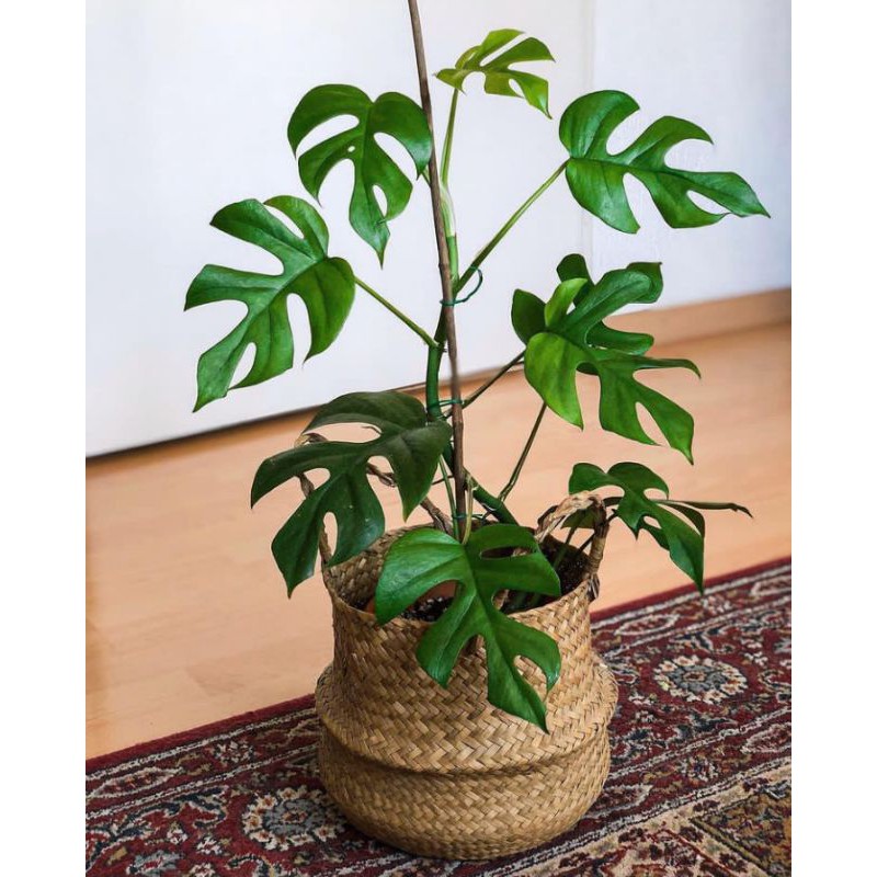 TANAMAN HIAS MONSTERA MINIMA/MONSTERA TETRASPERMA