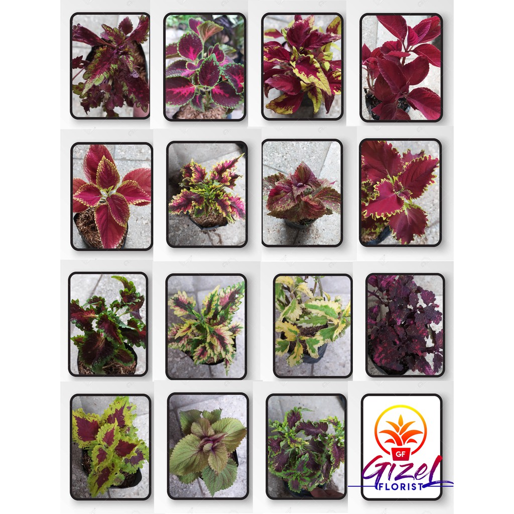 Bunga Hias Miana /iler / ingler  12 Macam Random