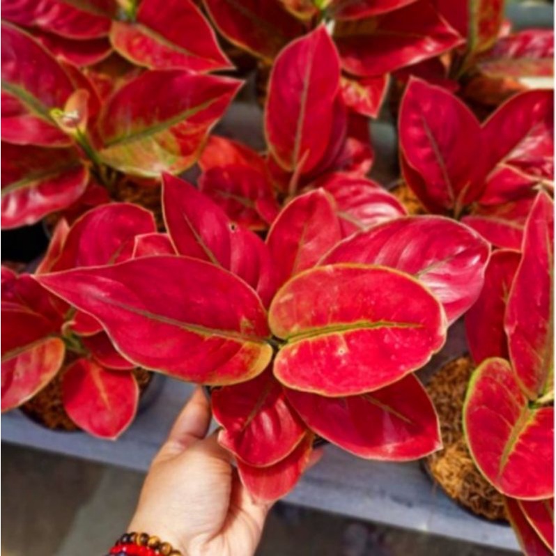 Aglaonema ayunindi / Aglonema ayunindi florist nursery / Aglonema ayunindi (Tanaman hias aglaonema ayunindi) - tanaman hias hidup - bunga hidup - bunga aglonema - aglaonema merah - aglonema merah - aglaonema import - aglaonema murah