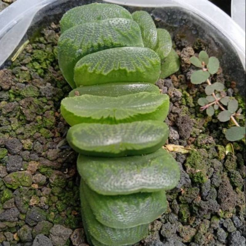 Haworthia truncata