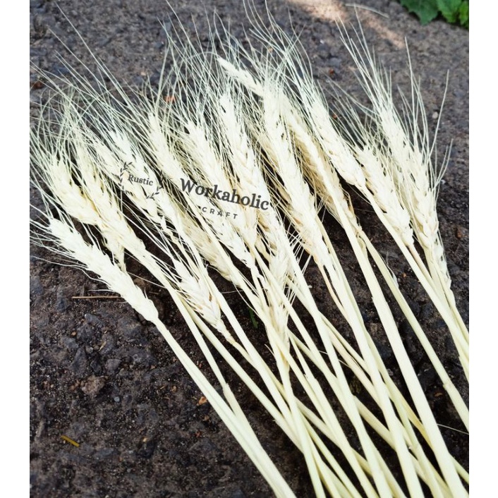 

TERMURAH Grosir Gandum 4 Tangkai Import Bunga Kering Dried Flowee