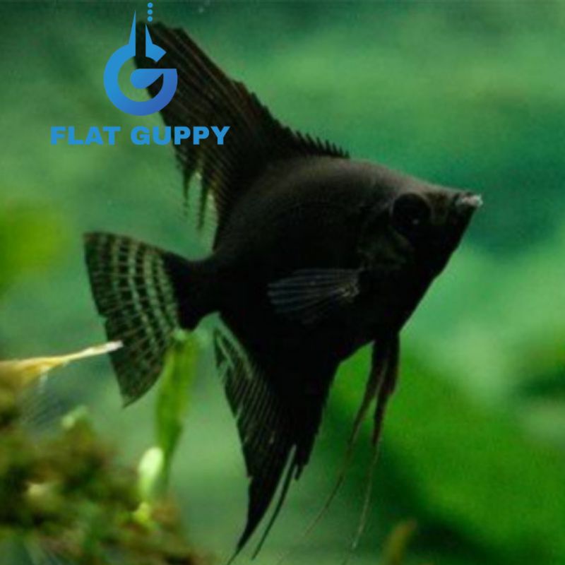 Ikan Hias Manfish Black Angel Memphis Hiasan Aquarium Aquascape