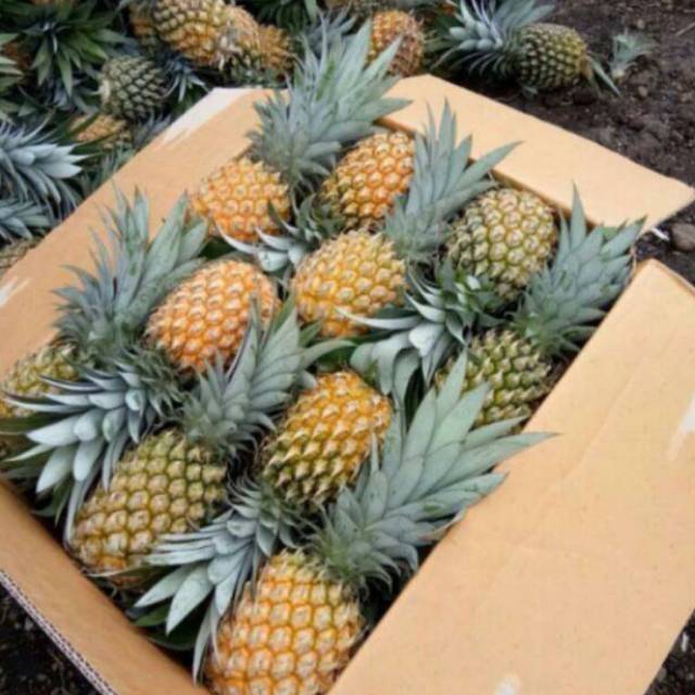 

BUAH NANAS SEGAR 1 BUAH