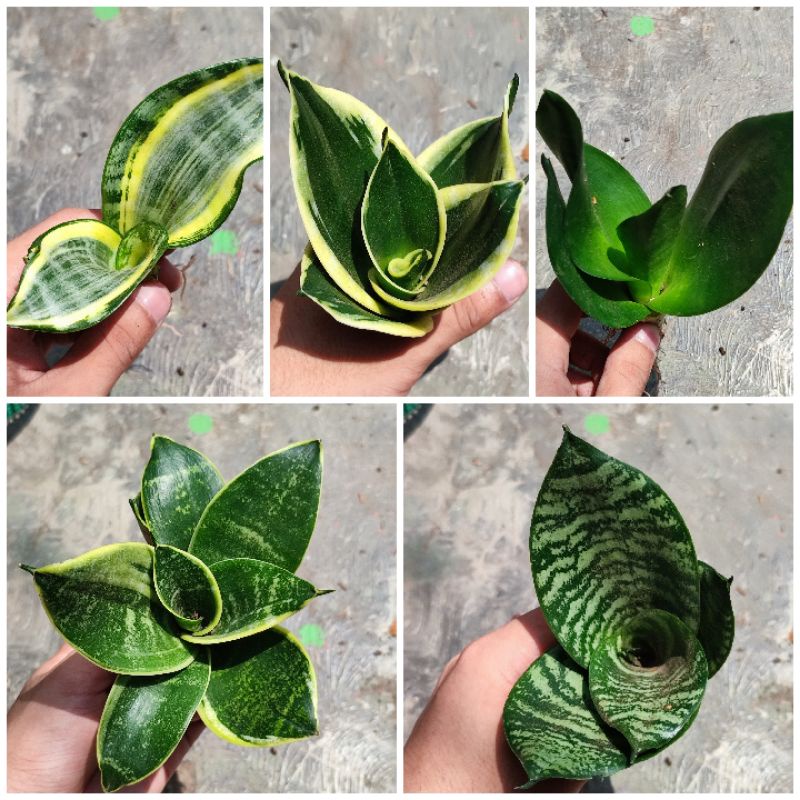 Tanaman Sansevieria Sansivera Lidah Mertua Indoor Pagoda Twister Tsunami Gold Flame Murah Bebas Pilih Beragam Jenis