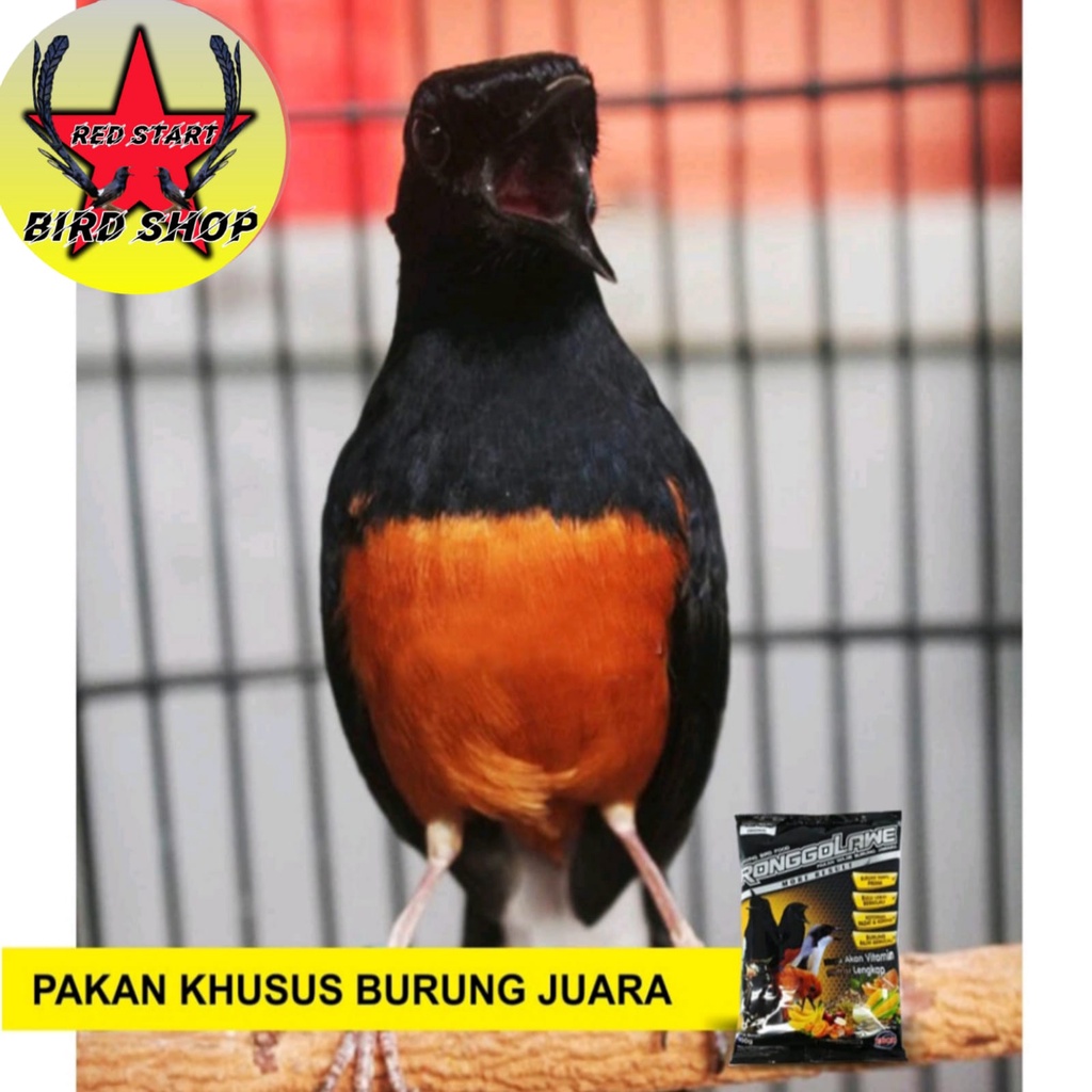 VOER RONGGOLAWE EBOD JAYA PAKAN BURUNG ANIS MURAI CUCAK DLL