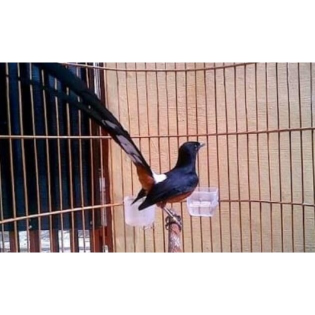 Murai batu medan ternakan Prestasi kuku hitam gacor