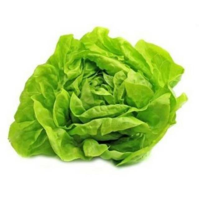 

BUTTERHEAD Hidroponik 200 gr