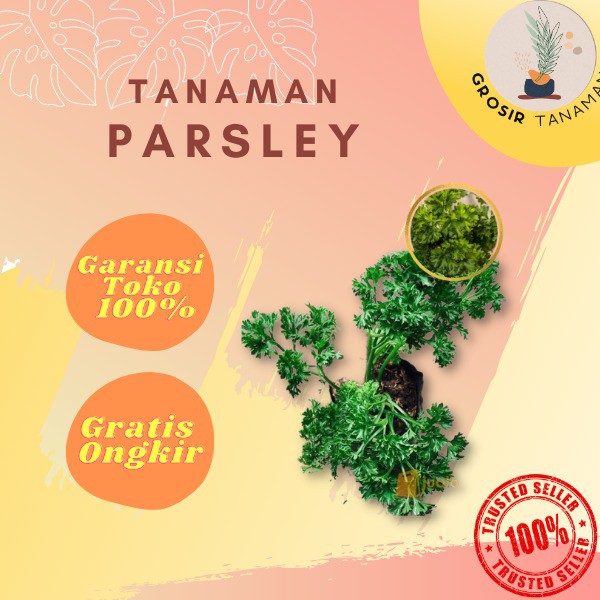 Bibit Tanaman Herbal Parsley Daun Peterseli Segar Daun Parsley HiduP