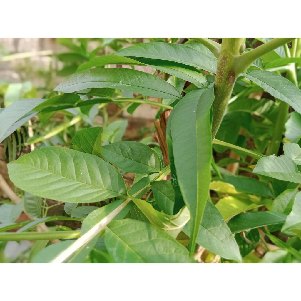 

Daun Sungkai 50 Gram