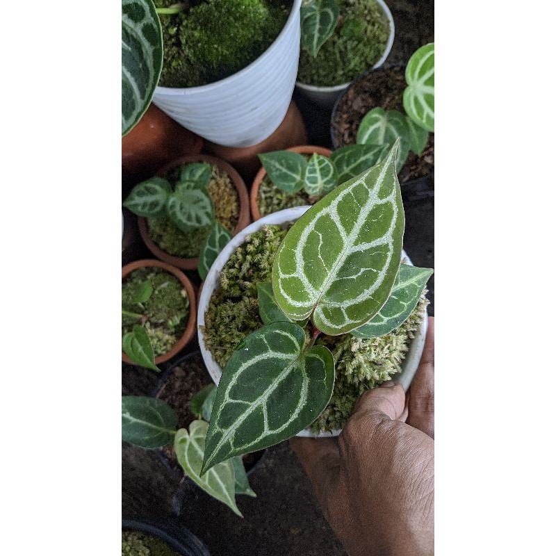 Anthurium Silver Blush X Black Beauty