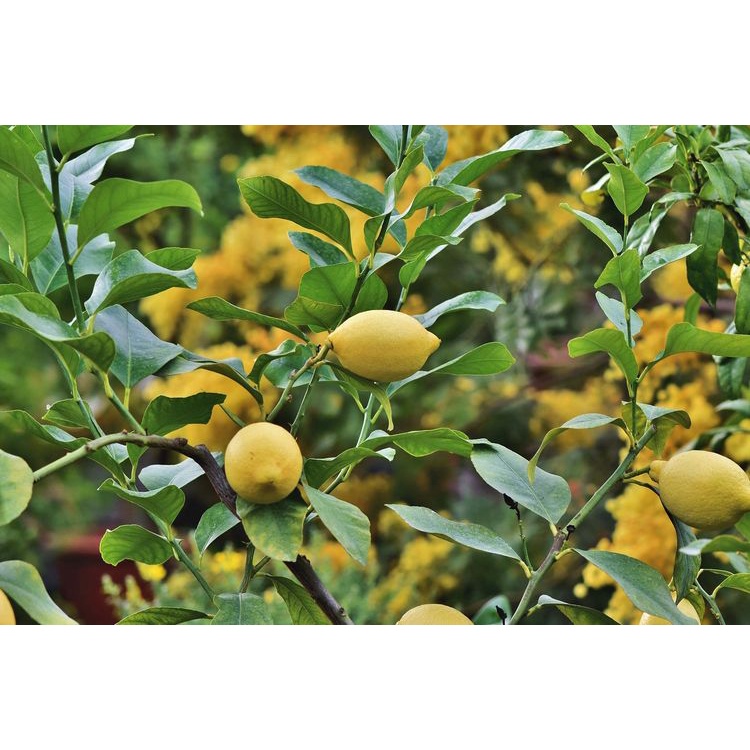 Booster Lemon, Bisa COD Pupuk Booster Buah Lemon, Pemicu Lemon Cepat Berbuah