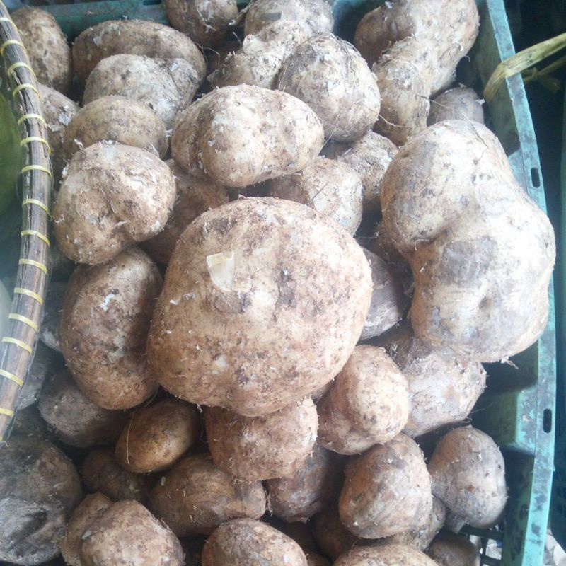 

bengkoang / 100 gr Rp. 1200
