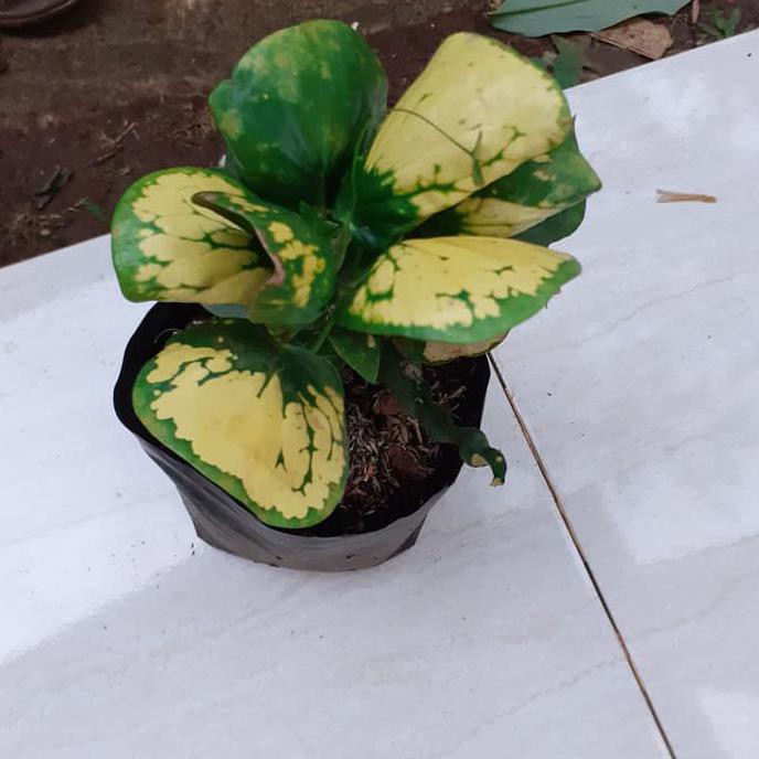 Pohon Puring Apel Kuning