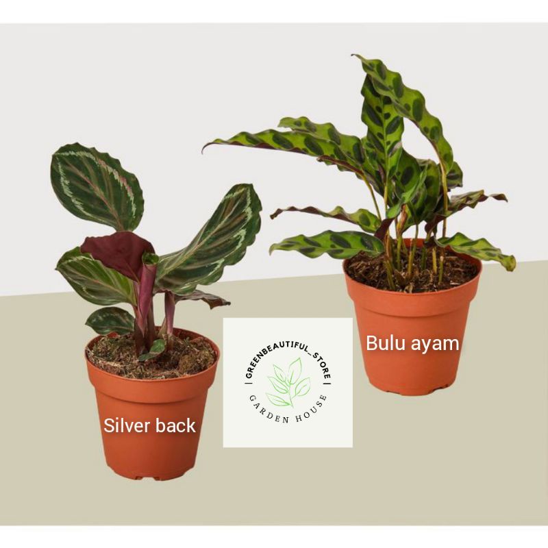 Tanaman hias hidup calathea paket murah/paket 2 tanaman hias hidup calathea - calathea silver back - calathea bulu ayam - calathea tanaman - calathea bunga - bunga hidup - tanaman hidup - calathea tanaman hias hidup - bunga hidup - calathea tanaman hidup