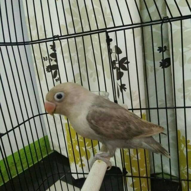 wall paper Foto Love Bird Mocca wall paper Foto Love Bird Mocca