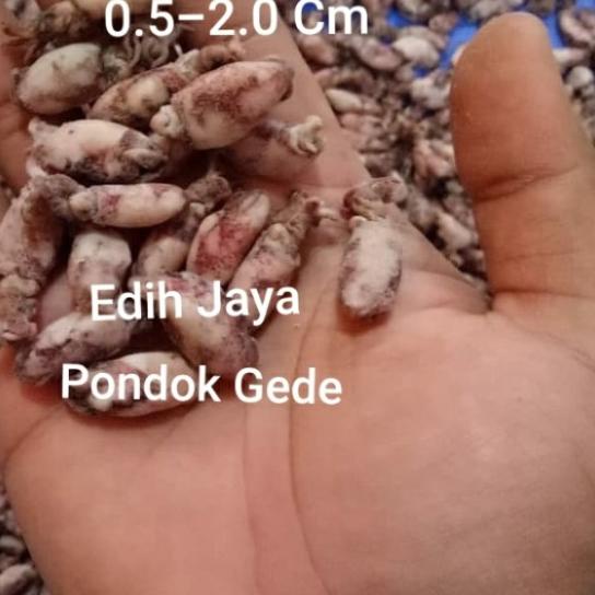 

✤ Baby Cumi /Cumi/Sontong Baby Asin Super Kering 100 Gram ➻