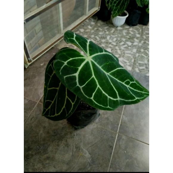 TANAMAN HIAS KUPING GAJAH / ANTHARIUM CRYSTALINUM DARK VARIAN DAUN