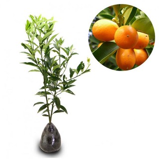 Bibit Tanaman Buah Jeruk Nagami 60cm | Shopee Indonesia