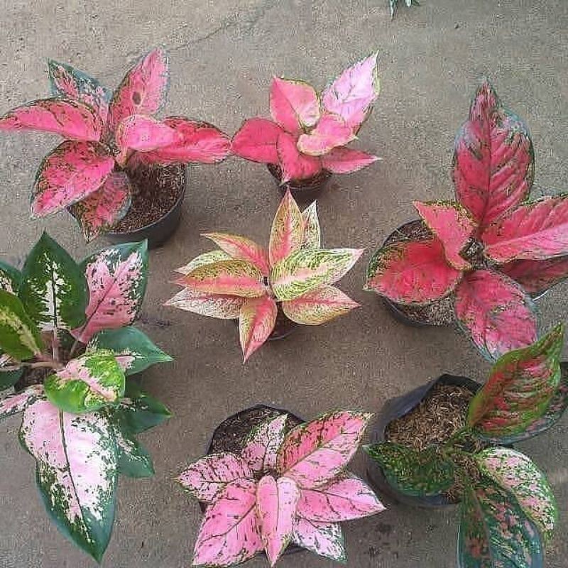 Paket 7 Bonggol Aglomema