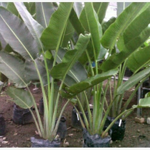 Pohon pisang kipas/ pohon pisan kipas