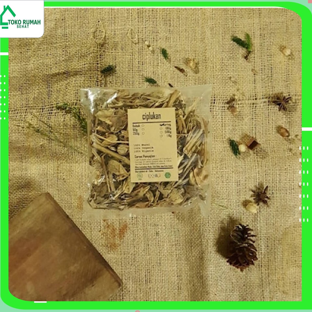 

CIPLUKAN CEPLUKAN KERING 500 GRAM - Physalis Angulata - MURNI -