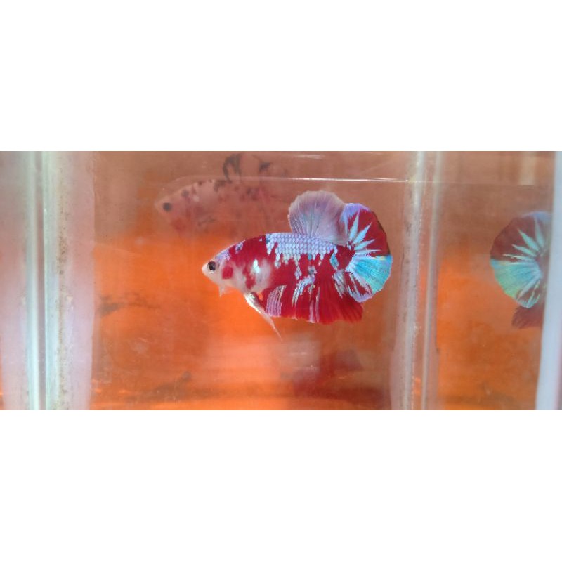 cupang red koi multicollor