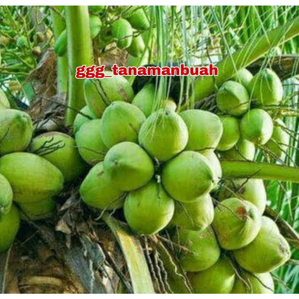 Bibit Kelapa Kopyor Asli