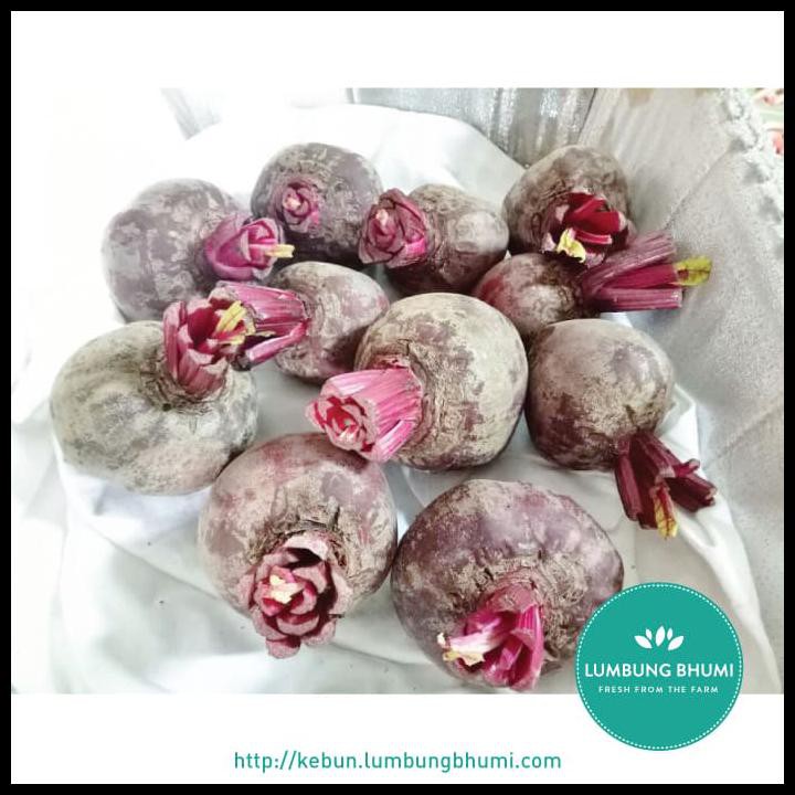 

DISKON BIT ROOT / BEET ROOT ( BUAH - BUAHAN CURAH ) !!!!!