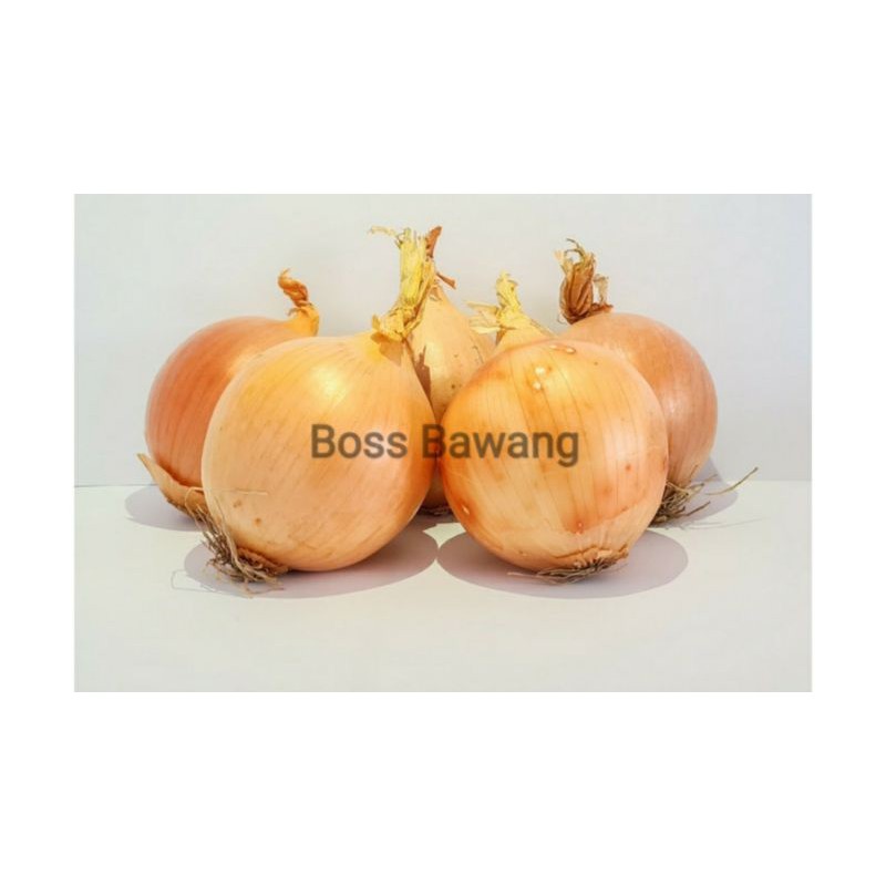 

BAWANG BOMBAY NEW ZEALAND 1 KG