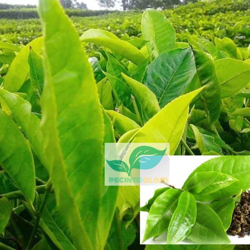 Bibit pohon daun teh hijau (Tanaman herbal) Pohon teh hijau