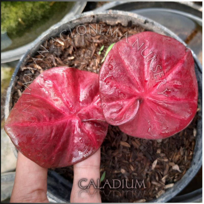 [BISA COD] RED SWEETY REMAJA (Tanaman Hias/Caladium/Hiasan rumah)