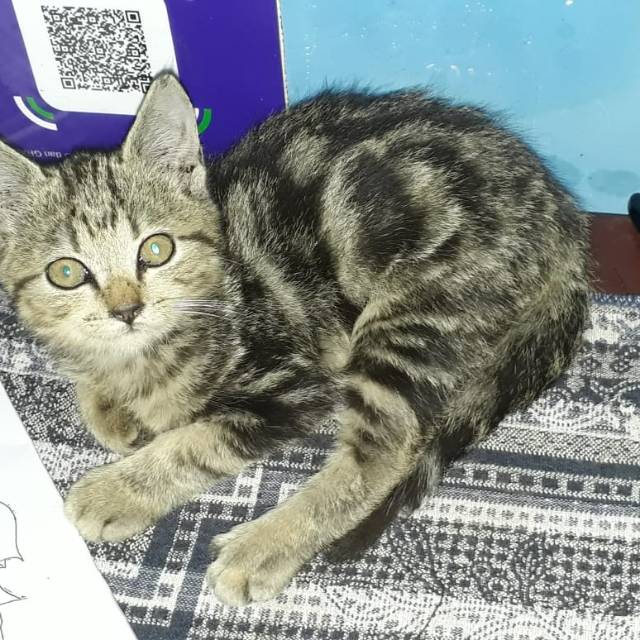 Kucing betina ehat bebas jamur short hair ibu britis bapak bengal