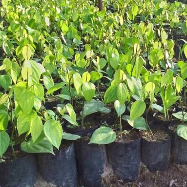 Bibit Tanaman Lada Perdu Merica Perdu