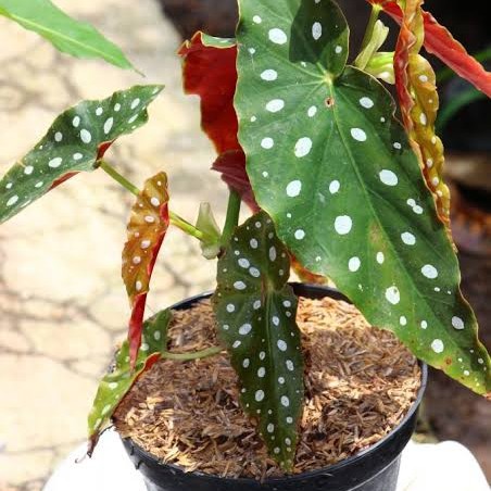 Tanaman Hias Begonia Polkadot - Begonia Polkadot