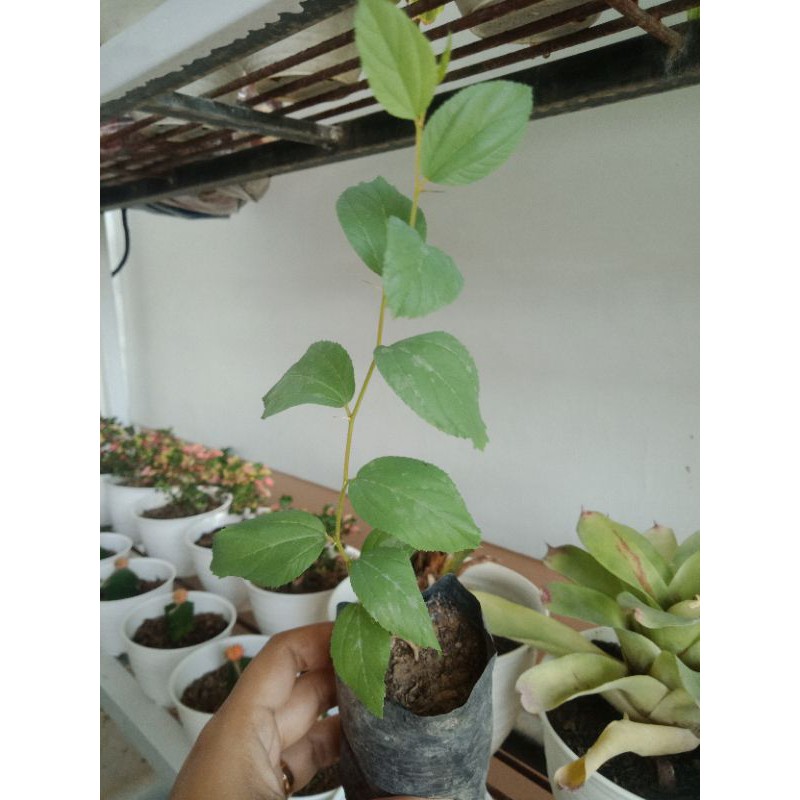 bibit pohon bidara