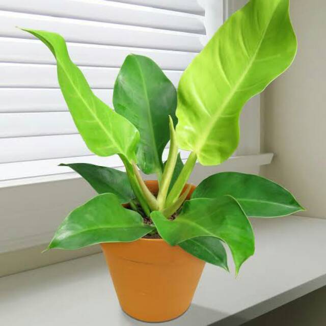 Exo Flora Tanaman Hias Philodendron Moonlight Philo Lemon Shopee Indonesia