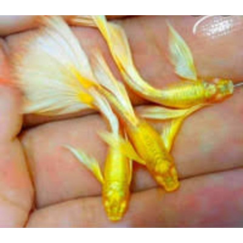 Ikan Guppy Full Gold Shopee Indonesia