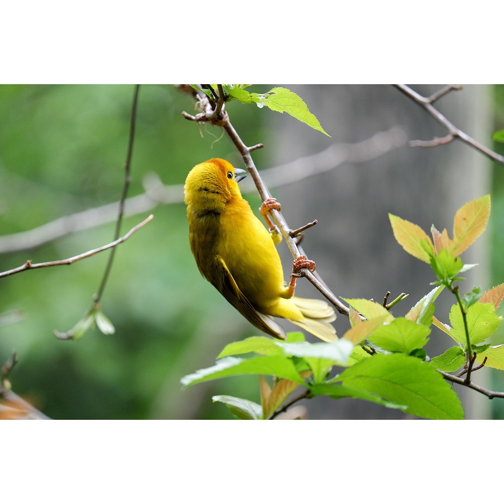 

Burung Kuning