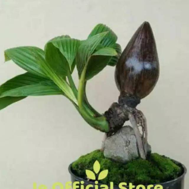 Bahan bonsai kelapa lonjong