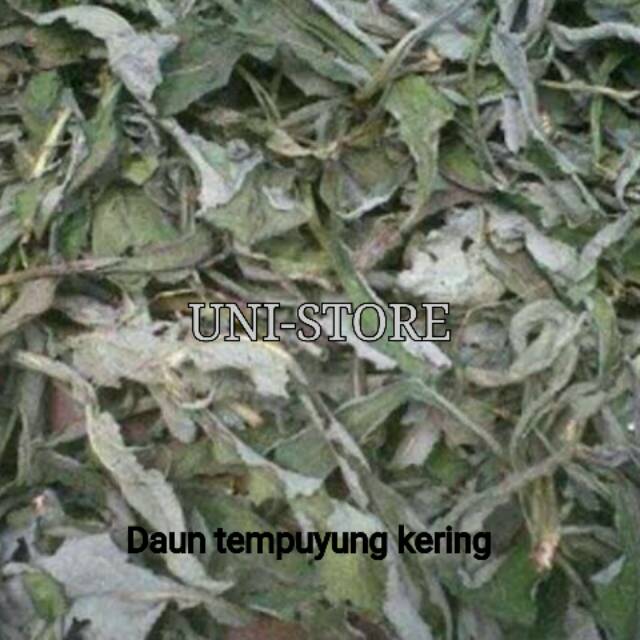 

KUKURING Daun TEMPUYUNG KERING 100 Gram