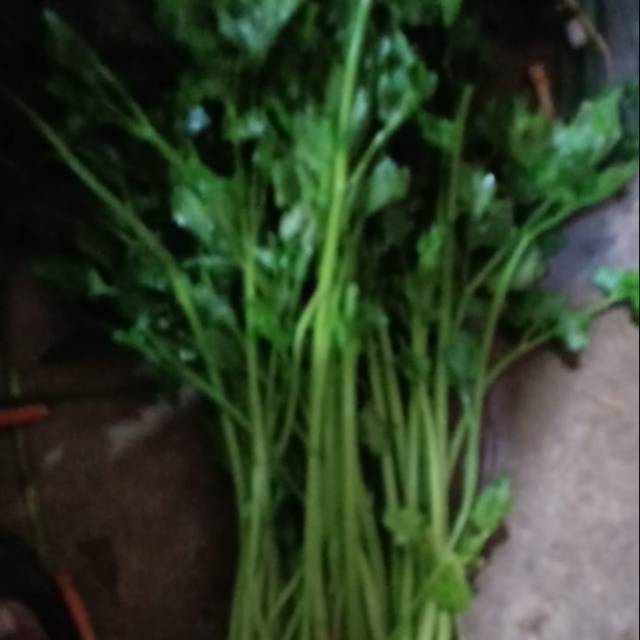 

[250gr] Sledri Lokal