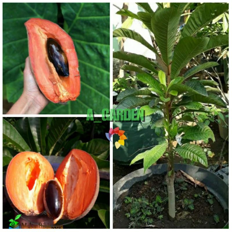 Tanaman Mamey Sapote Lorito (Sambung Susu)