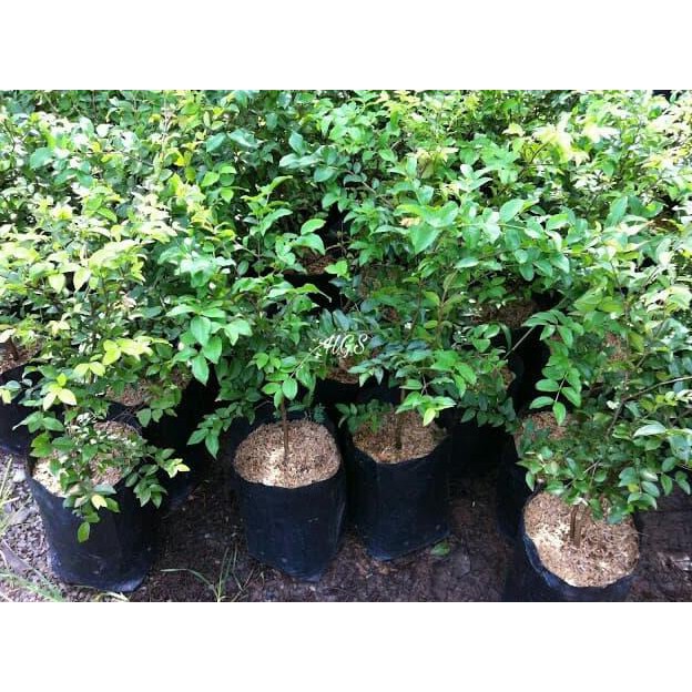 BIBIT TANAMAN BUAH JABOTICABA PRECO PRECOCIOUS HYBRID